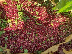 Café Vert Robusta PHALCO de Haute Qualité Grade 1 Tamis 16/18 Vietnam Meilleur Prix Prêt à l'Exportation en Sac de Jute - Product Image 5