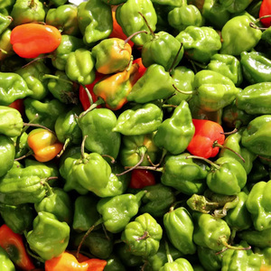 Piment Habanero frais et naturel à 100 %, 10 kg disponible à la vente - Product Image 4