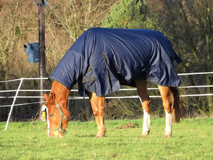 Couvertures d'hiver pour chevaux légères et professionnelles sur mesure, vente en gros, couvertures d'excellente qualité, couverture d'hiver légère pour chevaux - Product Image 3