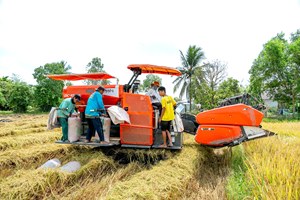 Moissonneuse-batteuse DC 108X pour riziculture, modèle standard thaïlandais, haute efficacité, à 2 rangs, pour riz paddy - Product Image 4