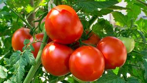 Fournisseur en gros de tomates fraîches de haute qualité, tomates rouges mûries sur la vigne pour l'exportation, supermarchés et industrie alimentaire - Product Image 6