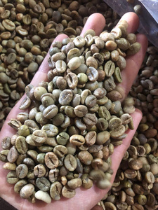 เมล็ดกาแฟอาราบิก้าดิบออร์แกนิคจากเวียดนาม IIGLOBAL FARM เกรด Screen 18 ปลอดจีเอ็มโอ อายุเก็บรักษา 24 เดือน ความชื้น 12% สำหรับมืออาชีพ - Product Image 3