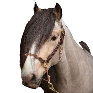 Fabricant en gros d'équipements équestres : Licol hybride en cuir de cheval teint à la tambourine, avec cordes fantaisie cousues, en cuir de cheval - Product Image 2