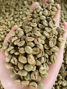 Granos de Café Verde Arábica Orgánico Premium de Vietnam, Grado A+, Tamaño 16, Certificado por el USDA, Exportación Directa al por Mayor, Bolsas de 1000 kg, 0.1% - Product Image 3
