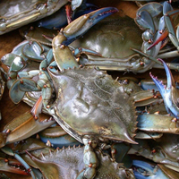 Meilleur Stock Crabe Bleu de Mer Congelé de Qualité Supérieure Vente en Gros Prêt à Expédier Qualité Alimentaire Approvisionnement Export