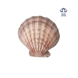 Lampe de sel naturelle durable 2026, la plus vendue, pour le traitement de l'eau, source de calcium, qualité export OEM ODM, vente en gros BLUE LOTUS - Product Image 2