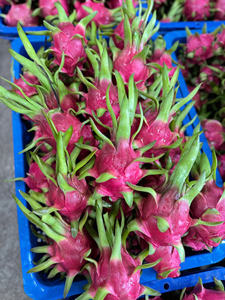 Fruit du dragon blanc de qualité supérieure du Vietnam pour les supermarchés et les importateurs de fruits - Product Image 6