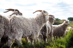 Chèvres Angora pour l'élevage commercial de mohair et la vente en gros - Marque NMF (PVT) LTD - Fabricant d'Afrique du Sud - Product Image 4