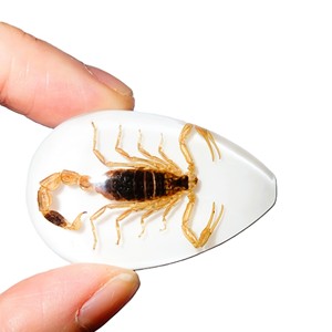 Scorpion doré, spécimen réel, cabochon en plastique, coupe poire, 46x30 mm, blanc, fond plat, pour artisanat et fabrication de bijoux - Product Image 3
