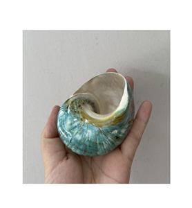 Servilleteros de concha marina Turbo azul pulido de alta calidad para decoraciones de boda festivales fiestas-regalos de recuerdo de concha marina - Product Image 5