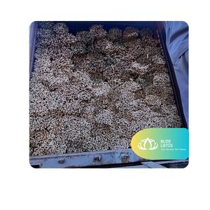 [EL MÁS VENDIDO] Soporte de Bambú Moderno y Duradero para Plantas, Varilla de Soporte para Viveros, Tomates, Plantas Trepadoras, Agricultura BLUE LOTUS - Product Image 1