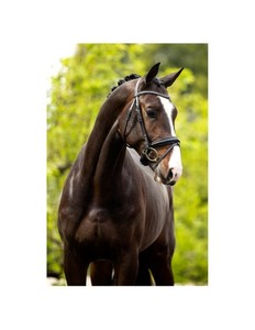 Bridon pour cheval en cuir véritable - Product Image 6