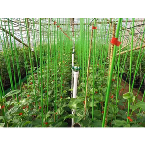 Fiberglass Plant Stakes Frp Grp Glass Fiber Plant Support Climbing Pole/<b>rod</b> - Product Image 4
