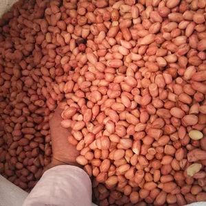 Compre Cacahuetes Crudos Secos con Cáscara al por Mayor a Precio de Mayoreo para Exportación - Product Image 1