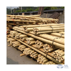 [HAUTE QUALITÉ] Canne en bambou Tonkin durable en gros pour clôtures, construction, projets de bricolage – Prise en charge personnalisable – Blue Lotus Farm - Product Image 1