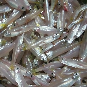 Anchois entiers ronds surgelés IQF, ingrédient de fruits de mer, fournisseur de poissons marins du Vietnam - Product Image 1