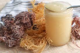 MEILLEUR VENDEUR DE MOUSSE DE MER SÉCHÉE À LA COUTURE EXPORTANT EN VRAC PRIX CONCURRENTIEL ET DE HAUTE QUALITÉ/Ms.Thi - Product Image 6