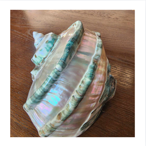 99 GOLD DATA Natural Turbo Marmoratus Shell Polished Green Raw Seashell Handmade Durable Home Decoration <b>Souvenir</b> <b>Wedding</b> - Product Image 1