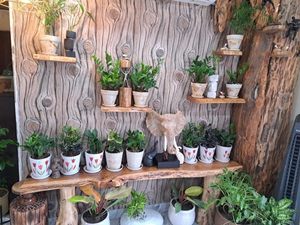 Juego de 4 Estantes Flotantes de Pared |   Diseño de Madera con Borde Natural |   Decoración de Pared Estilo Rústico |   Estante de Exhibición de Madera Maciza - Product Image 2