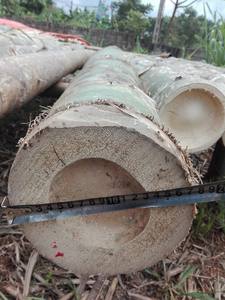 Pôles en bambou naturel solide de qualité supérieure, provenance du Vietnam, pour les projets de treillis de plantes agricoles et d'aménagement paysager de jardin - Product Image 4