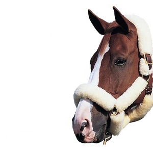 Nuevo indio cuero genuino caballo Halter ecuestre acolchado piel duradera AL RAHMAN TACKS marca precio al por mayor venta - Product Image 1