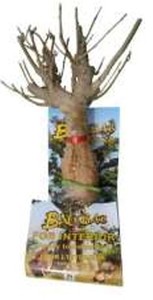 Producto Altamente Asequible, las Mejores Plantas Decorativas Modernas y de Tendencia para el Hogar, Venta al por Mayor de Semillas de Árbol Baobab - Product Image 2