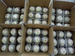 เนื้อมะพร้าวแช่แข็งทั้งหมดของเวียดนาม/ชิ้นเนื้อมะพร้าว iqf สำหรับการส่งออกการผลิตจำนวนมากสำหรับการแปรรูปอาหารการทำกะทิ - Product Image 4