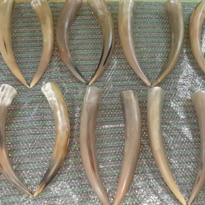 Venta al por mayor de pares de cuernos de toro decorativos naturales para la decoración del hogar Accesorios cuerno de buey vikingo por Falak World Export - Product Image 6