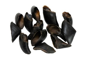 Hornillos de Cuerno Natural: Material Económico para Hacer Mangos de Cuchillos, Joyería Artesanal y Uso Decorativo a Precio de Mayoreo - Product Image 5