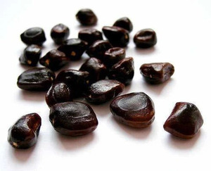 Dried Tamarind Seeds 250 gram pack Raw <b>Herbal</b> Extract Seeds for Health Food Plant Based <b>Supplement</b> Ingredient pack of 250 gram - Product Image 3