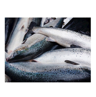 Saumon d'Atlantique entier congelé BQF FD de qualité supérieure biologique, y compris la tête de saumon, emballé sous vide, 25 kg, durée de conservation de 24 mois