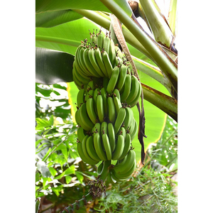 Bananes Cavendish vertes fraîches de qualité supérieure pour la cuisson, la friture, les frites et la vente en gros - Product Image 1