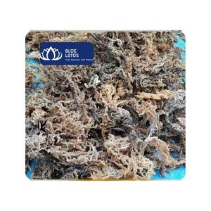 มีจำหน่าย |   จำหน่ายสาหร่ายทะเลแห้งสดแบบขายส่งในถุง สำหรับอุตสาหกรรมอาหาร ส่วนผสมทำอาหาร ซุป สลัด วัตถุดิบ คันห์โฮอา - Product Image 1