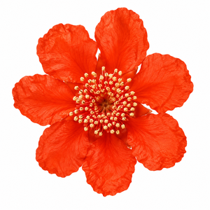 Fleurs de grenade de qualité supérieure aux formes distinctives et à l'élégance naturelle, parfaites pour les décorations rustiques saisonnières - Product Image 1