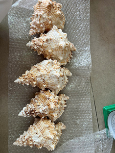 Vietnam Manufacturer Triton’s Trumpet Natural Seashell Large Decorative Shell Bulk Supplier Export - Product Image 5