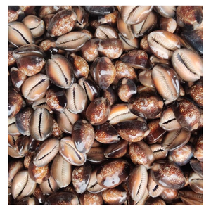 High Quality Cowrie Shell for Decoration and Craft Materials with Export Supply and Wholesale Orders - Product Image 1