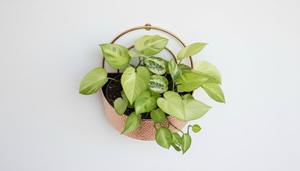 Macetero de pared con diseño martillado de primera calidad, acabado en dorado, para decoración de pared de balcón, decoración de pared para cafeterías y restaurantes. - Product Image 2