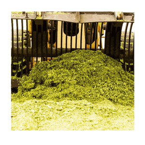 Alimento para animales de ensilaje de maíz húmedo de grado superior para caballos, cerdos, ganado al por mayor de Pakistán - Product Image 1