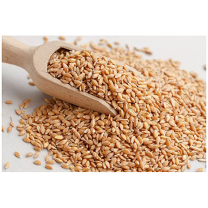 Vente en gros de céréales de blé entier biologique de qualité supérieure à prix abordable - Product Image 5