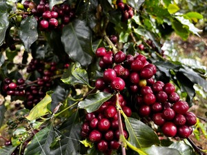 Dalakon Bazan 250g de qualité supérieure emballé dans un sac avec goût amer café rôti français 100% grain de Liberica torréfié - Product Image 6