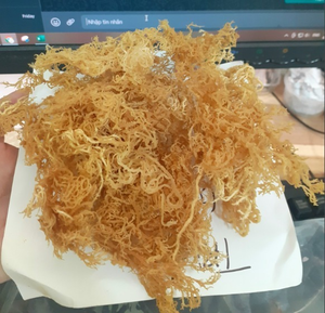 OFFRE SPÉCIALE 2026 : Mousse de mer séchée à prix avantageux du Delta du Vietnam / Export en gros - Product Image 6
