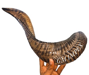 Cuerno de carnero natural Kosher Shofar de la mejor calidad de oveja pulida para fines religiosos y artesanía más alta de soplado - Product Image 5