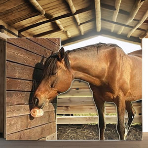 Lèche de sel naturel de l'Himalaya pour animaux de compagnie et bétail Supplément artisanal pour garder chiens porcs chevaux animaux heureux et en bonne santé - Product Image 3