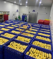 Goedkope Prijs Vers Bevroren Ri6 Durian Premium Geëxporteerd Uit Vietnam Iqf Proces Vacuümverpakking Verpakking