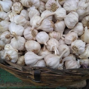 Ajo Blanco Puro Fresco al por Mayor - Nueva Cosecha, Bulbos de Ajo Blanco Normal Grado A, Ajo (Allium Sativum) de Calidad de Exportación para Especias y Alimentos - Product Image 4