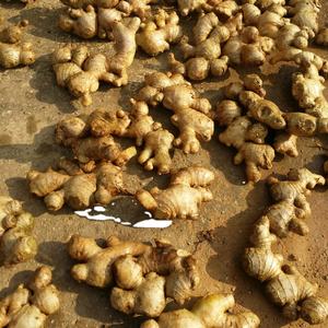 GINGEMBRES FRAIS/GINGEMBRES SECS VIETNAM SAISON 2020 - Product Image 1