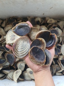 VENTE FLASH Lotus bleu 2025 Coquille de Murex Premium Operculum Idéal pour les bougeoirs et la décoration océanique - Product Image 3