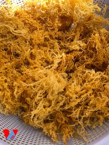 MOUSSE DE MER DE HAUTE QUALITÉ EN GROS / MOUSSE D'IRLANDE / MOUSSE DE MER JAMAÏCAINE SAUVAGE - Mme Lily - Product Image 4