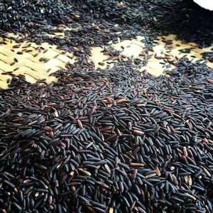 Extracto de Arroz Negro Orgánico Premium en Polvo, Superalimento Natural Rico en Antioxidantes, Suplementos Saludables de Belleza, Venta al Por Mayor - Product Image 2