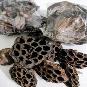 YAMUNA Cápsulas de Loto Secas, Decoración Ecológica para Acuarios, Escondite para Peces y Camarones, Decoración para el Hogar, Tamil Nadu, 7-9 cm - 10 Piezas - Product Image 1